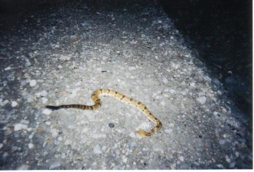 Snake. - My husban Killed this snake on a camping trip. It is a Diamond back rattle snake.