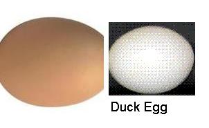 Raw Egg - Egg is a nutritious food and raw egg is strength too !