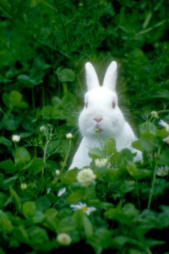 Picture of a Rabbit - Picture of a Rabbit