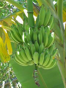 banana tree - banana
