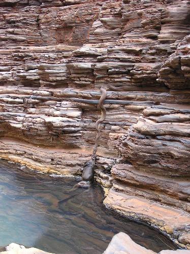 Anaconda Eating Something - Got it Frm Internet