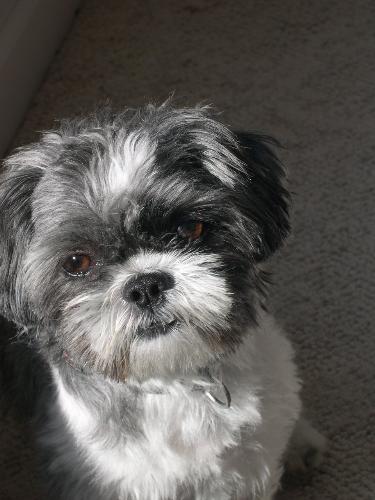 Freddy - This is my shih-tzu named Freddy.  He is almost 2 years old and the dumbest dog I've ever had!  That's his nose in my profile picture.