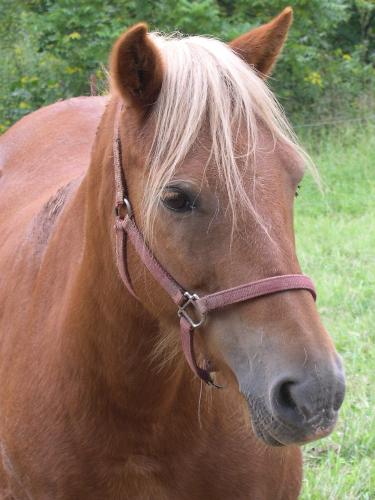 Rhonda the pony - This is one of the ponies that my father in law gets for our kids to ride when we stay at his farm.  Her name is Rhonda and she is the sweetest pony ever!  It's neat to see the ponies out the window in the mornings, the kids wake up and raise up the window to the cabin and pet the ponies right through the window!  We stay there over a long weekend and the ponies will be there for us to take care of and ride as if they were our own.  What awesome memories for my children!  Thank you Grandpa!