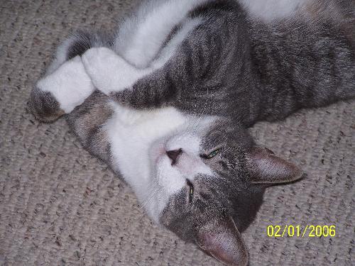 Deacon... - This is Deacon my cat, we lost him in August, he died from having a blocked bladder, we miss him alot.