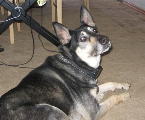 This is Ralph - My dog, Ralph.