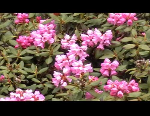 Rhododendron (Flower) - Rare flower blooms in eastern himalayas in Sikkim, India