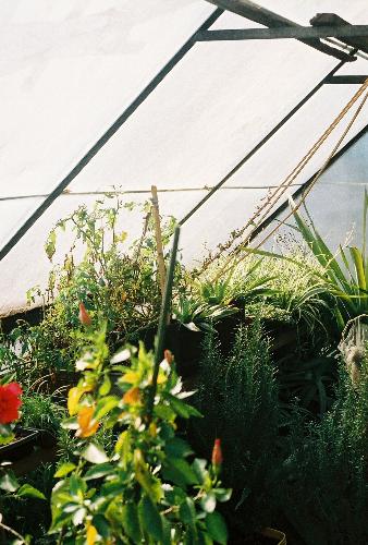 My greenhouse - old greenhouse full of plants