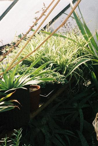 greenhouse  - more plants