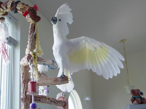 Umbrella Cockatoo - This is Buddy, an Umbrella Cockatoo I once owned.  He was beautiful, very loving, but such a pain in my butt at the same time.  All so worth it though.