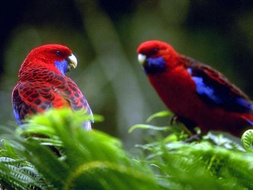 birds - birds
