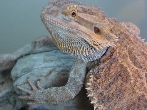 Bearded Dragon - This is Zodi, my bearded dragon.  He is a cool little guy, about 20 inches long.