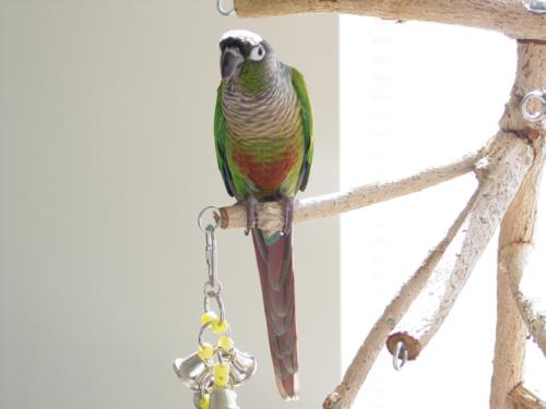 Green-cheeked Conure - Quito is my Green-cheeked Conure.  He's not a large parrot, only about 10-12 inches long, but he has an awesome personality.