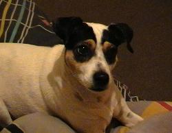 One of our dogs - the smallest one - This has got to be one of the coolest dogs ever. She has an amazing character!