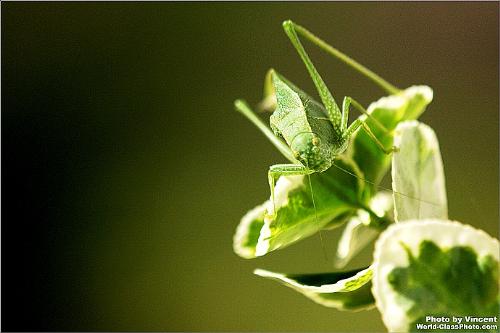Katydid - I'm not familiar with the name of insect, just found out this is Katydid.. :O