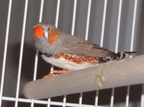 Zebra finch - This is a photo of a male zebra finch.  This is the smallest of the bird species.