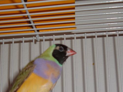 Gouldian Finch - This is a Female Gouldian finch.  You can tell she is a female by the black coloring of her head.