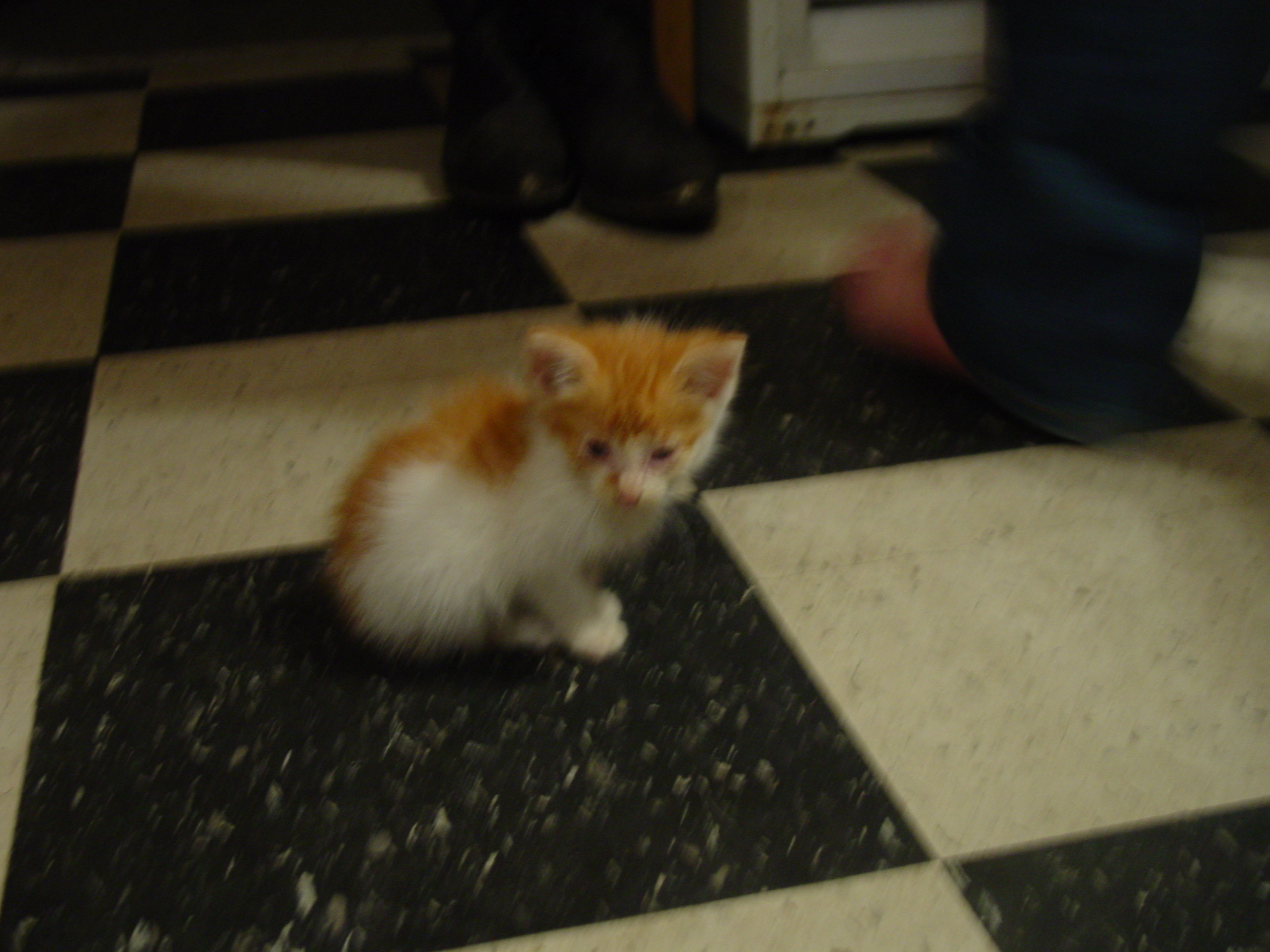 my kitten  - this is maggie she is quite a bit bigger now