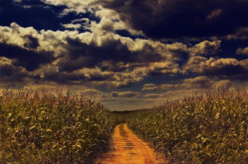 Path  - Path through the corn