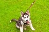 Masha in the spring - My siberian husky when she was just a pup!