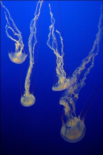 JELLYFISH - I think to juse watching a jellyfish is cool but when you&#039;ve got stung by them it is a different story.. _