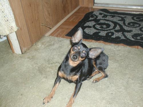 bambi - minpin bambi - minpin