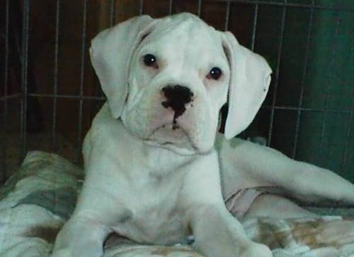 This is a white boxer they are still cute... - my boxer is a fawn male...