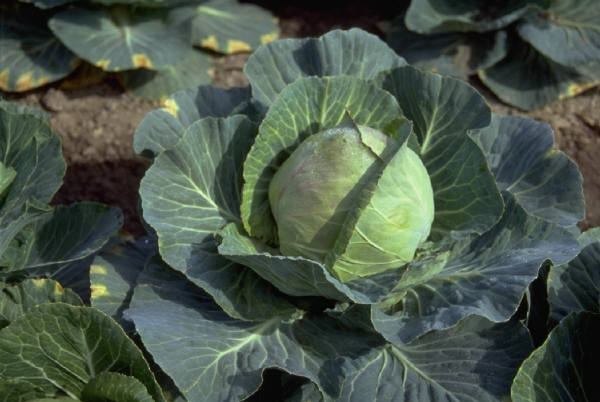 Cabbage