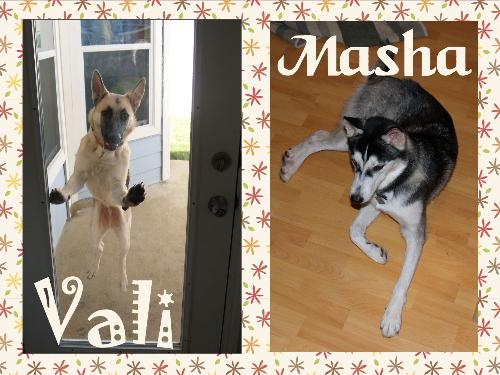 Masha and Vali - My two nutty dogs.