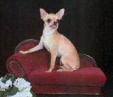 my dog Ginger  - She is my Diva  I breed her and her Dam (mother)