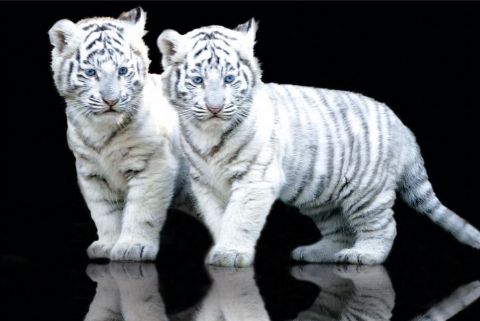 cubs - cutest lil things