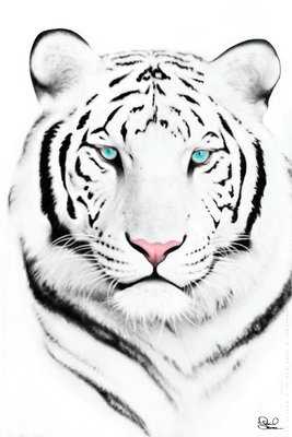 tiger - beautiful tiger picture