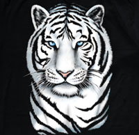 tiger - tiger is pretty
