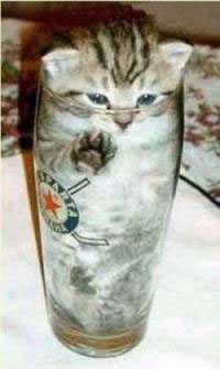Cat in Glass - Har har.  It seems this kitty fits perfectly into the glass. Anyone like to drink?