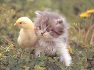 Cat and Chick - They seem to be getting along quite well.  But wait till they turn into a rooster and a cat.  Let's see if they will still be in good terms.