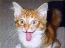 Surprise - I wonder what this cat saw? Food perhaps?  Or maybe a dog?  Who knows.  But it sure gave him a big surprise.