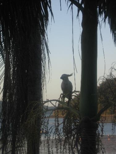 lil cockatoo - just outside our window this little guy was hanging around