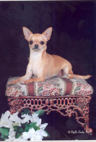 Another of Gin my Diva  - this is her in another pose  she is my girl I love her