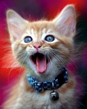 My pics - It is a cat