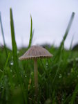 Mushroom - mushroom