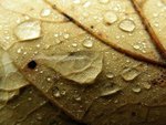 Droplets on Leaf - Droplets on Leaf