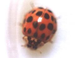 Ladybug - This is the 19-spotted ladybug, very common in Bloomington, Indiana, where the picture was taken in the summer of 1999. Count the spots on its elytra! They are 19 in total. Although they are placed symmetrically, they make an odd number due to the middle one -- just over the thorax -- which is split half on the left elytron and half on the right one. (The bright white spot on its back is a reflection of the sunlight.) On its thorax, this species has the characteristic M-shaped figure, made out of joined black spots.  Ladybugs love to eat aphids, and other small insects. It is interesting to think that such a lovely bug is a predator. They have a foul taste due to a substance they secrete, so most other predators do not consider ladybugs a favorite diet item.