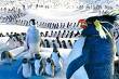 Cute Cute Penguins - They are so cute. I love the movie especially mumble. He is so strong and determined to achieve what he wants despite the problems he is facing with his family and the entire group.