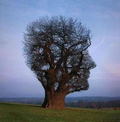 tree head - nice foto
