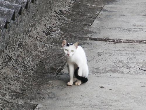 kitty - a cute cat . looks sleepy. it was watching us with great interest as this photo was being taken. must have been wondering what we are doing. and she ran away as soon as th camera lashed.