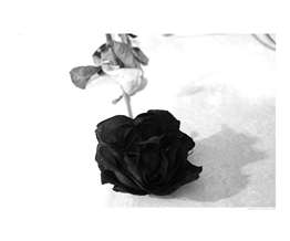 a black rose - a beautiful flower... the only one that I like