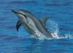 I Love Dolphins - they are angels of the sea