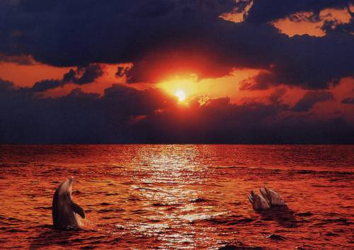 Beautiful sunset - the dolphins looks pretty in the sunset