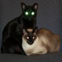 Black cat - Black devilish cat with eerie eyes.
