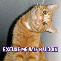 Duh Kitten - Funny looking kitten making a funny face.