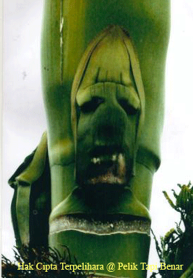 Scary faces at Penang Tree - A tree, whose trunk shows what appears to be a scowling human face, has reportedly attracted thousands of curious Malaysians. Villagers have dubbed the betel nut tree a'ghost tree' with some claiming that the face sporting heavy brows and a wide nose changes every day, the New Straits Times said. Villager Zainol Nayan said the curves of the face started forming on the tree in northern Penang state a month ago, but it only became distinct last Friday.'Since then, villagers have gathered around the tree to see for themselves and the news spread like wildfire, attracting outsiders,' he was quoted as saying by the newspaper.'I was curious and shocked to find that the curves indeed look like a human face,' said housewife Noraziah Zakaria who rushed to see the tree. The tree's owner, Miah Majid, said she spotted the face imprinted on the trunk at the base of a palm tree-like frond about a week ago, and that the 10-year-old tree had previously produced a formation in the shape of an eye.